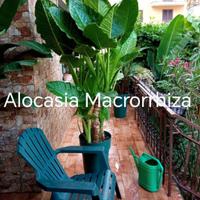 alocasia macrorrhiza, canna in di 20 varietà 