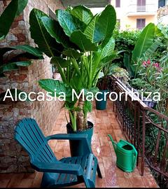 alocasia macrorrhiza, canna in di 20 varietà 