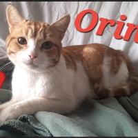 ORIN buono come il pane