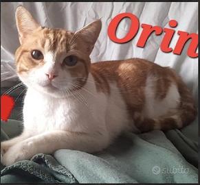 ORIN buono come il pane