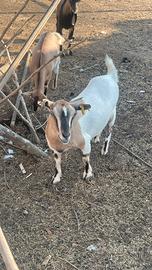 Capre tibetane