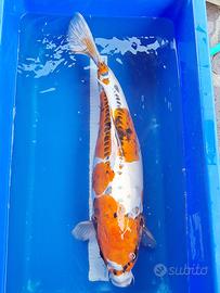 Koi doitsu
