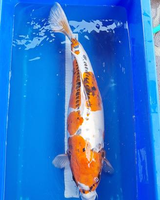 Koi doitsu