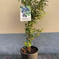 Mirtillo gigante americano