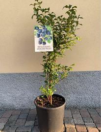 Mirtillo gigante americano