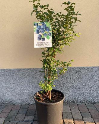 Mirtillo gigante americano