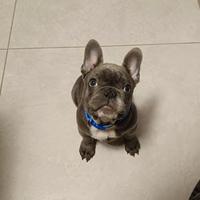 Bulldog Francese Blu