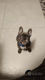 Bulldog Francese Blu