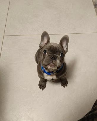Bulldog Francese Blu