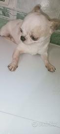 Chihuahua