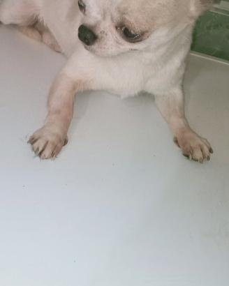 Chihuahua