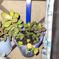 Piante grasse in vaso da 10 centimetri