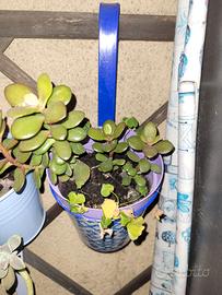 Piante grasse in vaso da 10 centimetri