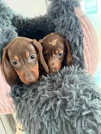 Bassotto arlecchino e cioccolato