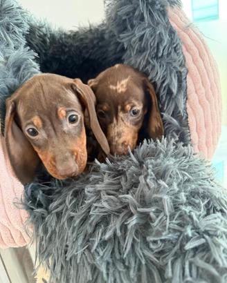 Bassotto arlecchino e cioccolato