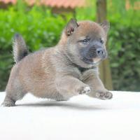 Cucciolo di Shiba Inu Fulvo