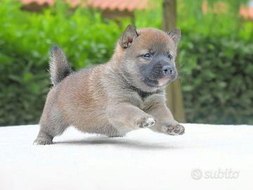 Cucciolo di Shiba Inu Fulvo