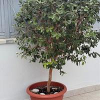 PIANTA FICUS SEMPRE VERDE