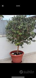PIANTA FICUS SEMPRE VERDE