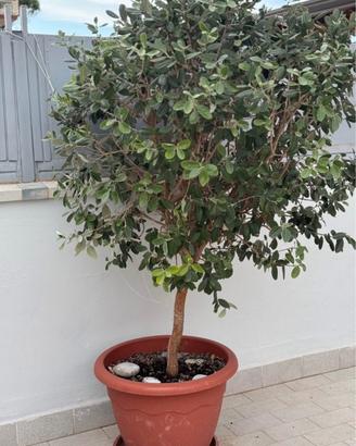 PIANTA FICUS SEMPRE VERDE