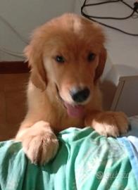Golden Retriever Americano con Pedigree