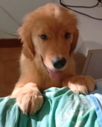 Golden Retriever Americano con Pedigree