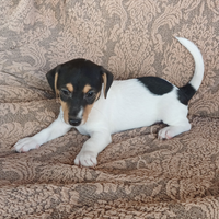 Splendido Jack russuell maschio zona San Gennaro