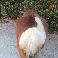 Cavallo pony
