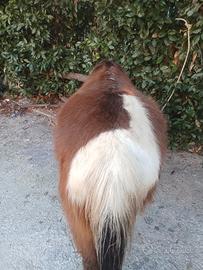 Cavallo pony