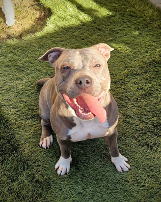 Pitbull