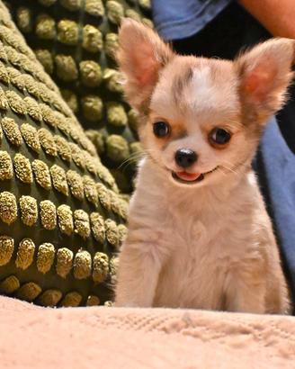 Cuccioli di Chihuahua