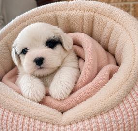 Cucciola Bichon Havanese