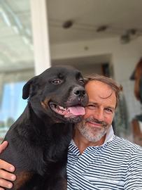 Rottweiler maschio per riproduzione