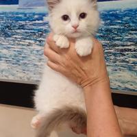 Cuccioli di ragdoll con pedigree Enfi