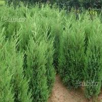 Siepe Cipresso Leyland