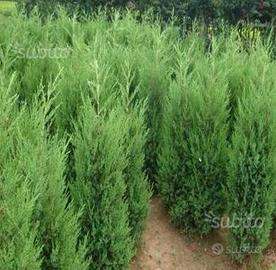 Siepe Cipresso Leyland