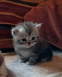 Gattini persiani