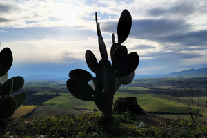 Vendita terreno edificabile Fabbrica di Peccioli