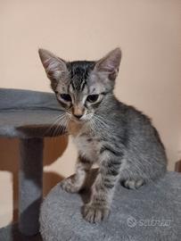 Gatto - 3 gatti