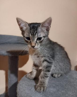 Gatto - 3 gatti