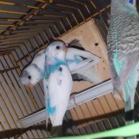 Cocorite: Singoli, ultime 3 Coppie () e Gruppi