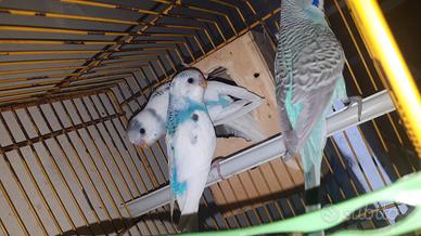 Cocorite: Singoli, ultime 3 Coppie () e Gruppi