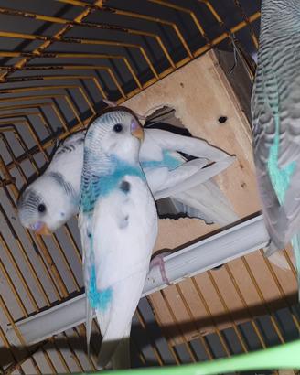 Cocorite: Singoli, ultime 3 Coppie () e Gruppi