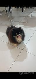 Spitz nano tedesco