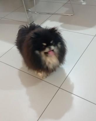 Spitz nano tedesco