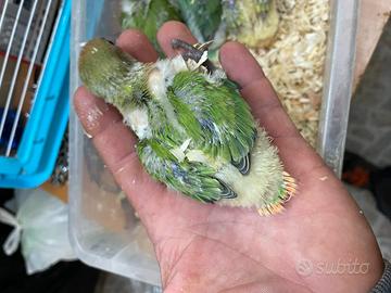 Ultimi pulli di inseparabili