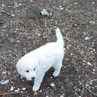 Cuccioli cane maremmano