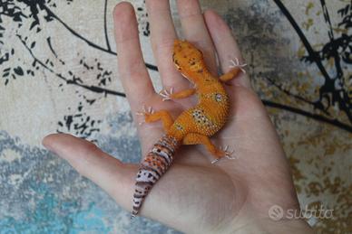 Geco leopardino