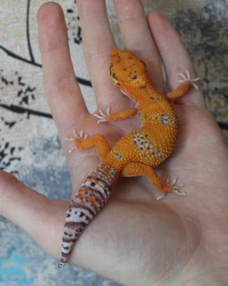 Geco leopardino