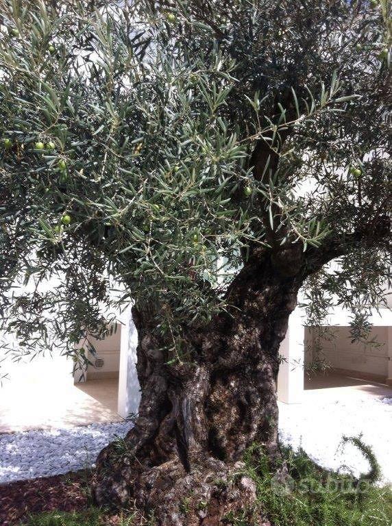 Villa di 253 m² con più di 5 locali a Camaiore - Vista 2